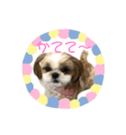 朝倉弁だワン！（個別スタンプ：7）