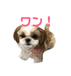朝倉弁だワン！（個別スタンプ：8）