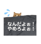 きなこの成長スタンプ3（個別スタンプ：3）