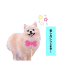 敬語Ver✩（個別スタンプ：1）