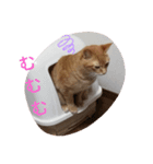 茶トラ猫ゆんた（個別スタンプ：8）