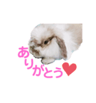 しらたまno.1（個別スタンプ：5）