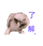 しらたまno.1（個別スタンプ：7）