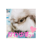 しらたまno.1（個別スタンプ：8）