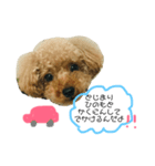 トイプードル＊蒼空＊7（個別スタンプ：8）