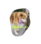 柴犬ジェームス（個別スタンプ：5）