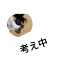 シャイニーのよくわからないスタンプ（個別スタンプ：7）