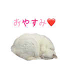 ねこ大好き❤（個別スタンプ：7）