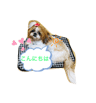 シーズーチョコちゃん3（個別スタンプ：6）