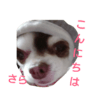 さら©（個別スタンプ：1）
