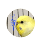 インコの挨拶⑥（個別スタンプ：1）