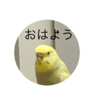 インコの挨拶⑥（個別スタンプ：3）