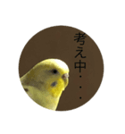 インコの挨拶⑥（個別スタンプ：5）