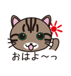 キジトラ猫のイラストスタンプ（個別スタンプ：1）