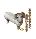 わんぱく犬、ショコラのスタンプ（個別スタンプ：2）