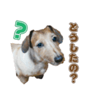 わんぱく犬、ショコラのスタンプ（個別スタンプ：3）