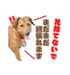 わんぱく犬、ショコラのスタンプ（個別スタンプ：4）