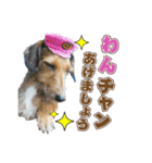 わんぱく犬、ショコラのスタンプ（個別スタンプ：7）