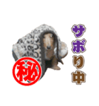 わんぱく犬、ショコラのスタンプ（個別スタンプ：8）