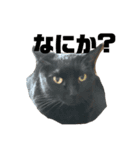 保護猫姉妹（個別スタンプ：1）