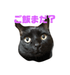 保護猫姉妹（個別スタンプ：2）