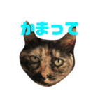 保護猫姉妹（個別スタンプ：3）