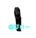 保護猫姉妹（個別スタンプ：4）