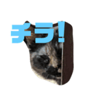 保護猫姉妹（個別スタンプ：5）