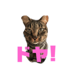 保護猫姉妹（個別スタンプ：6）