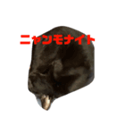 保護猫姉妹（個別スタンプ：8）