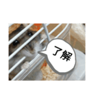ハムスター,,（個別スタンプ：6）