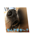 ザウルス（個別スタンプ：8）
