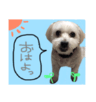 マルチーズのアールくん（個別スタンプ：1）