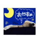 マルチーズのアールくん（個別スタンプ：2）