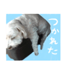 マルチーズのアールくん（個別スタンプ：4）