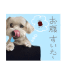 マルチーズのアールくん（個別スタンプ：5）