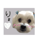 マルチーズのアールくん（個別スタンプ：7）