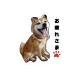 柴犬ジョンくんとその仲間たち（個別スタンプ：2）