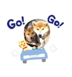 とらヒストリー3（個別スタンプ：1）