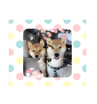 とらヒストリー3（個別スタンプ：6）