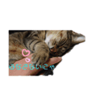 猫にゃん好きスタンプ（個別スタンプ：1）