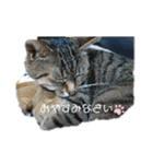 猫にゃん好きスタンプ（個別スタンプ：2）