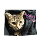 猫にゃん好きスタンプ（個別スタンプ：3）
