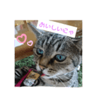 猫にゃん好きスタンプ（個別スタンプ：4）