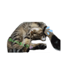 猫にゃん好きスタンプ（個別スタンプ：5）