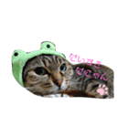 猫にゃん好きスタンプ（個別スタンプ：7）