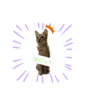 猫にゃん好きスタンプ（個別スタンプ：8）