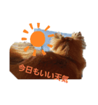 チワワ一歳（個別スタンプ：3）