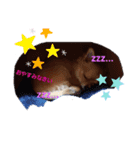 チワワ一歳（個別スタンプ：8）