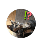 サビ猫のみーこスタンプ（個別スタンプ：1）